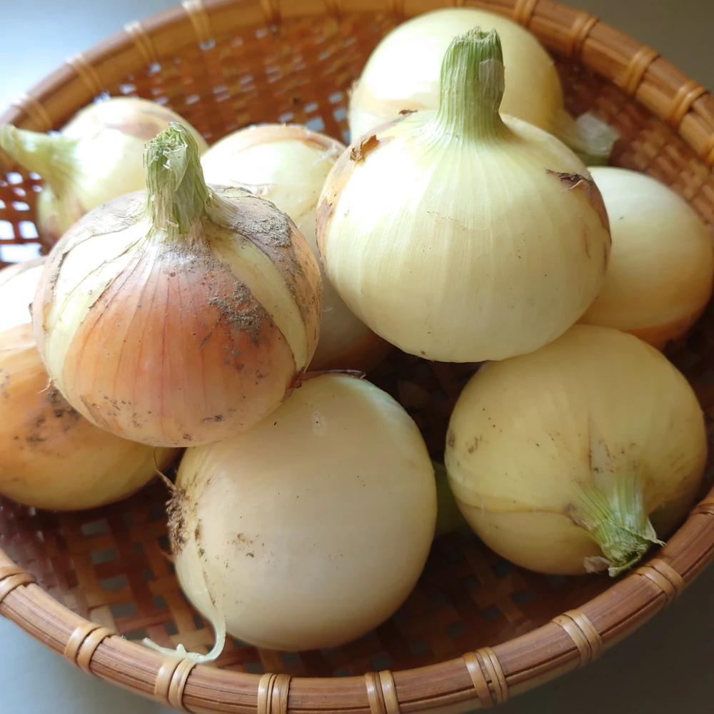 【オーガニック】甘みたっぷり♪オーガニック玉ねぎ4kg