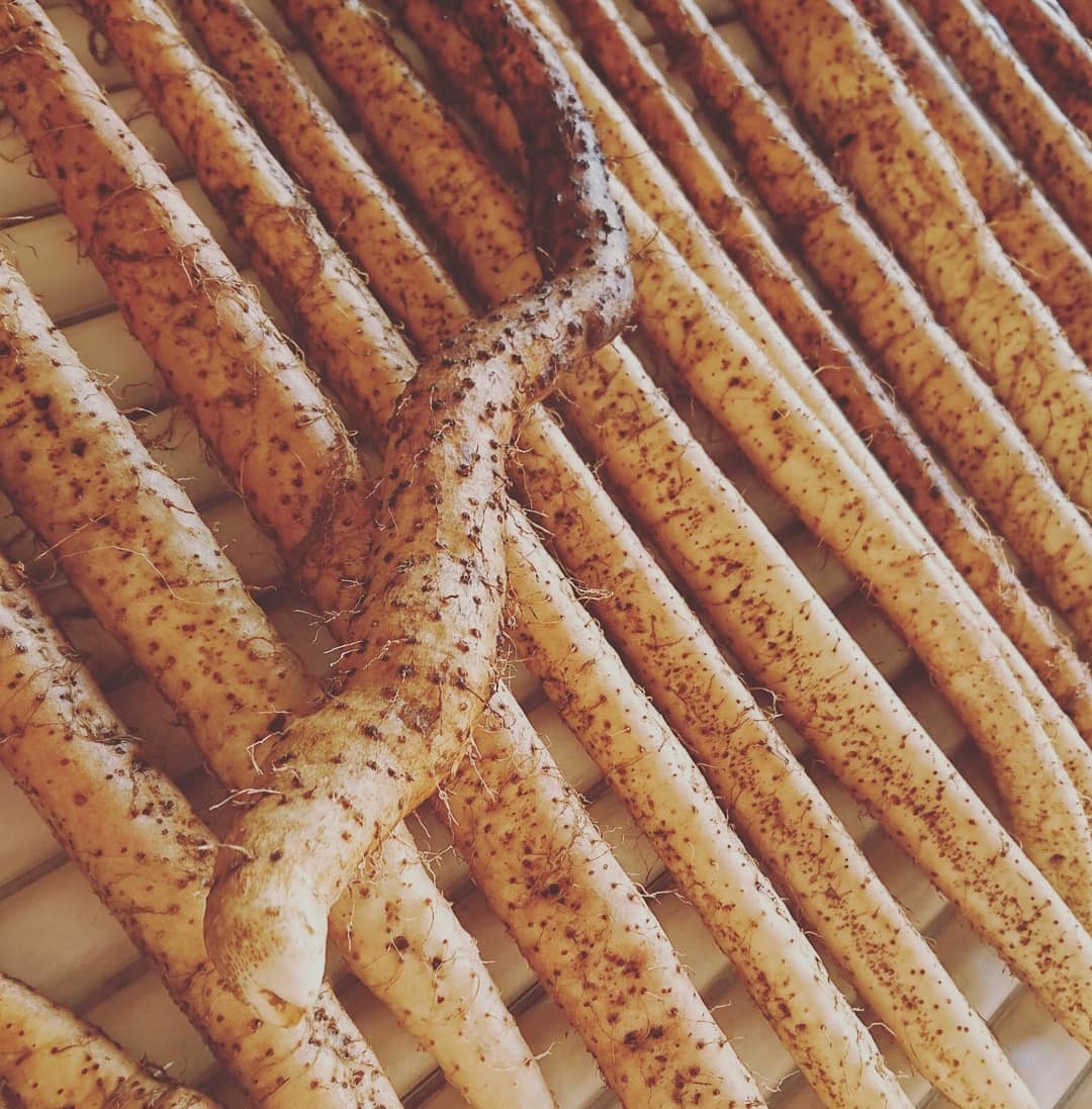 滋味あふれる美味しさ　有機JAS【自然薯　夢とろろ】（1kg）